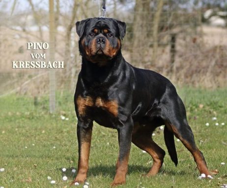 Das ist der stolze Papa des A-Wurfes Pino vom Kressbach